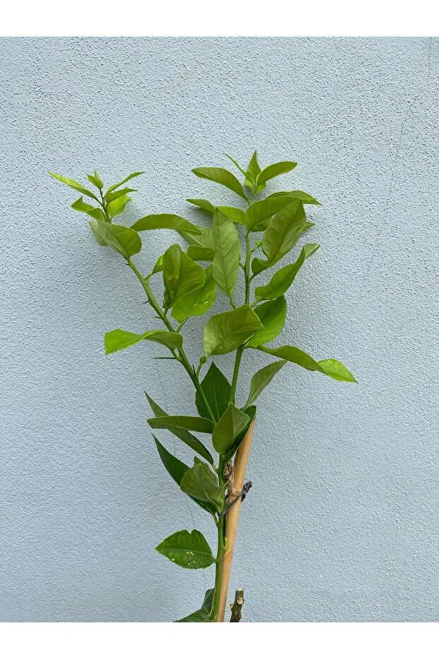 Yediveren Limon Fidanı 1 Yaş 100 Cm Tüplü Canlı Ve Sağlıklı