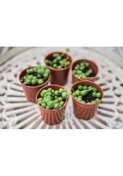 Tespih Çiçeği Senecio Rowleyanus 5 Adet
