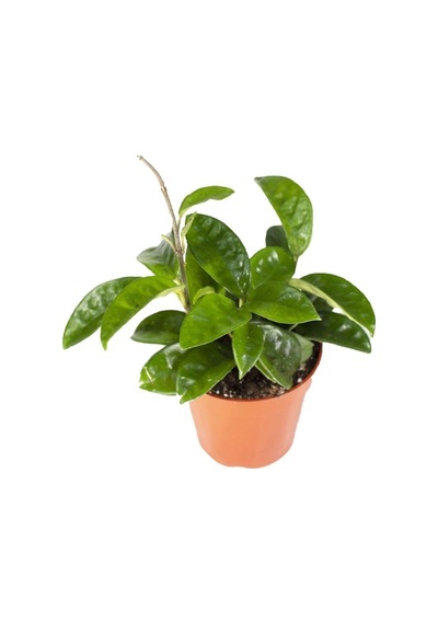 Mum Çiçeği Hoya Carnosa Fidesi Fidanı 10-20 Cm
