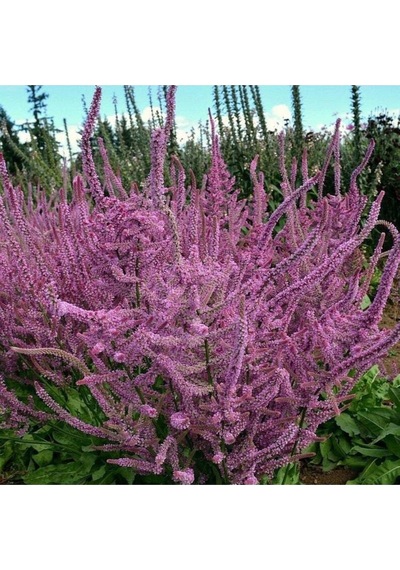 10 Adet Statice Seeds - Pink Limonium Tohumu