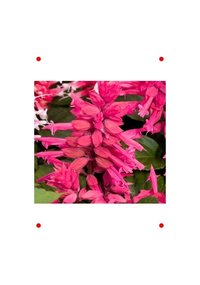 Pembe Ateş Çiçeği Salvia Tohumu 30 Adet