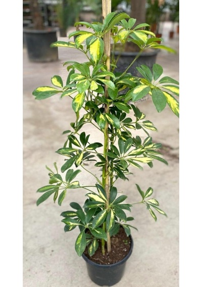 Videolu Tek Dal Alacalı Şeflera Çiçeği 45-95 Cm Saksılı Iç Mekan Bitkileri Schefflera