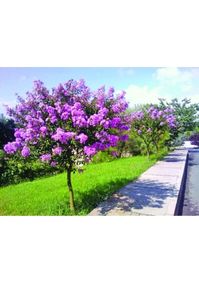 Mor Oya Ciçeği Fidanı 60 Cm Saksılı