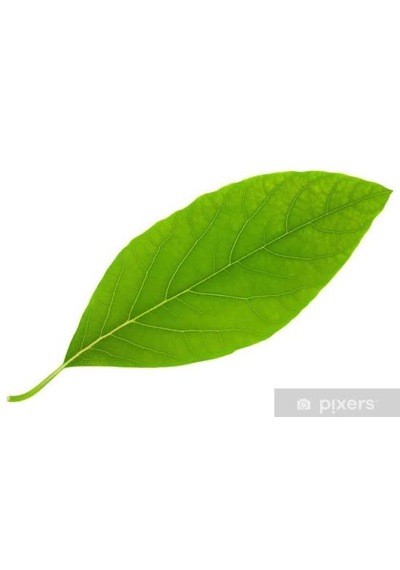 Avokado Yaprağı Günlük Taze 500gr