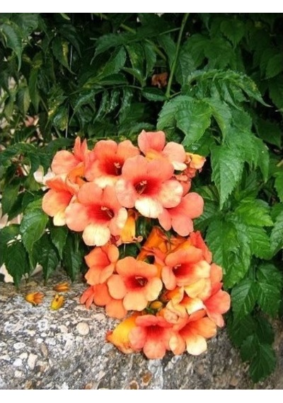 Trumpet Vine Acem Borusu Sarmaşığı Fidanı 40-60 Cm