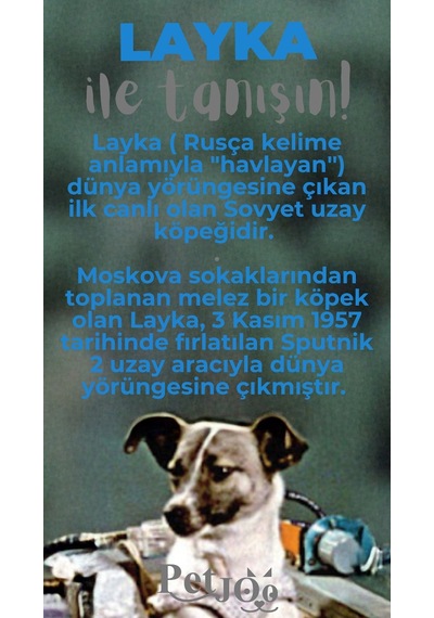 Petjoo 22.Layka Gri-Mavi Qr'lı Köpek Künyesi