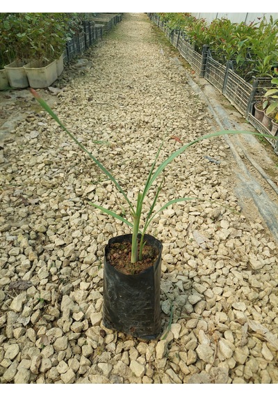 Lemon Grass Fidesi 2 Adet
