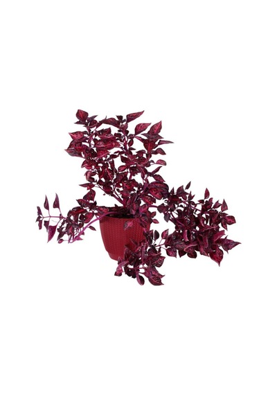 Videolu Çingene Şalvarı 1 Adet Saksılı 20-40cm Salon Bitkisi İresine