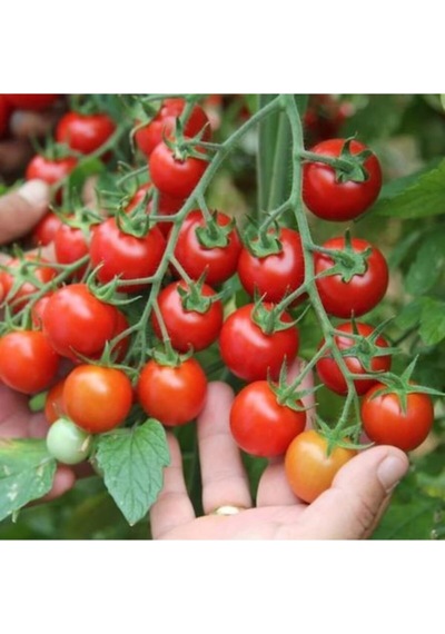 Nadir Saksılık Pinpon Domates Tohumu Ekim Seti 10 Tohum Saksı Toprak Kombin