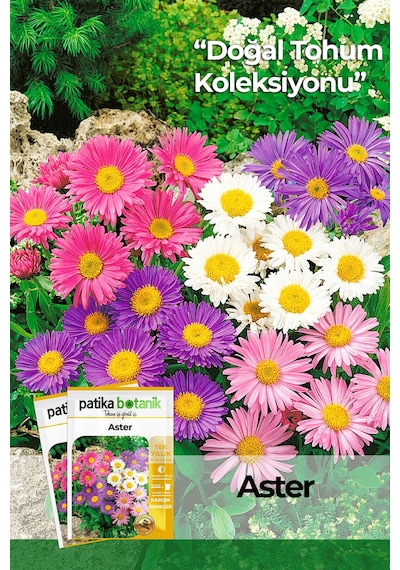 Patika Botanik 50 Adet Aster Çiçeği Tohumu