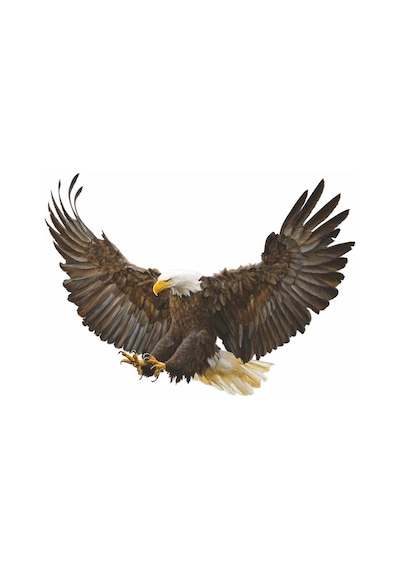 Kartal Sticker 02067