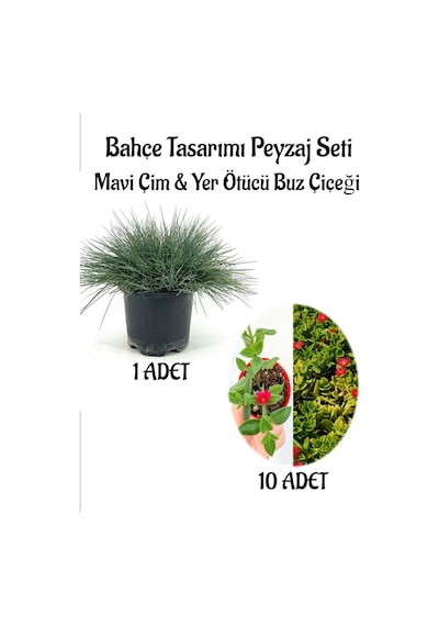 Mavi Çim 1 Adet Saksılı 10-20cm +buz Çiçeği 10 Adet Bahçe Seti