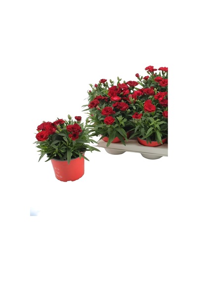 Kokulu Kırmızı Karanfil Çiçeği Bodur Cins Red Dianthus 1 Adet Saksılı 15-25cm