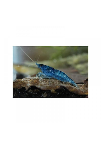 Mavi Melek Karides 5 Adet 1-1,5cm
