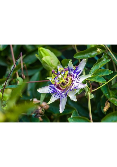 Passiflora Çiçeği Tohumu 5+ Tohum Çarkıfelek Çiçeği Tohumları Saksı Ve Bahçe Yetiştiriciliğine Uygu Diğer