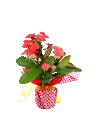 Çok Avantajlı Hediye Paketli 1 Adet Kırmızı Renk Dikenler Tacı Euphorbia Milii Saksılı
