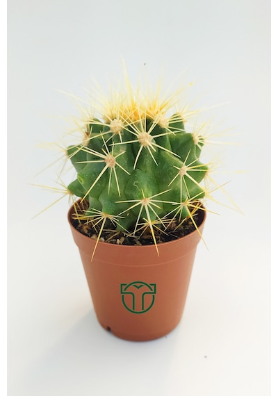 Altın Fıçı Kaktüsü. Echinocactus Grusonii. 5.5 Cm
