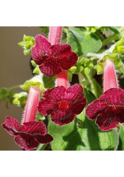 Özel Çeşit Ni's Miilred Kohleria Çiçeği Fidesii Mini Potta