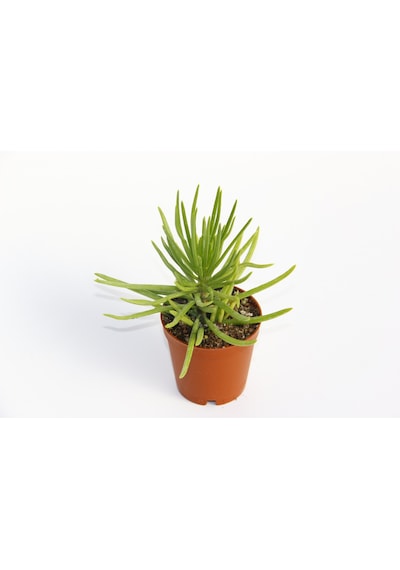 Senecio Barbertonicus Himalaya - 5 Adet Sukulent