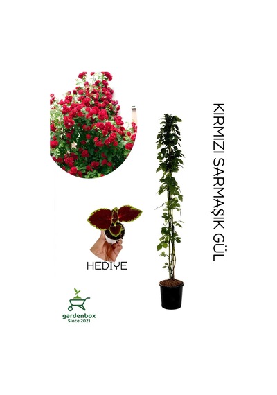 Kırmızı Sarmaşık Gül Fidanı Saksılı Tüplü 60-80cm+yaprak Güzeli