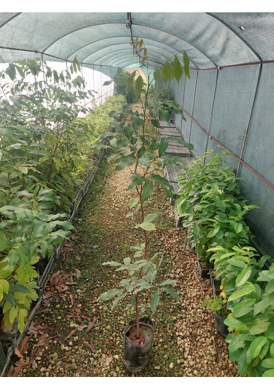 Longan Fidanı 5 Yaş 100 Cm Yerli Üretim Ve Aşısız