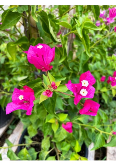 Çiçekli Bodur Begonvil 20 40 Cm 1 Adet Saksılı Çiçekli Bodur Bitki Bougainvillea