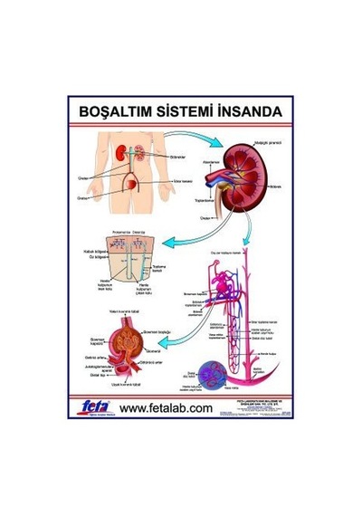 Boşaltım Sistemi Levhası Insanda