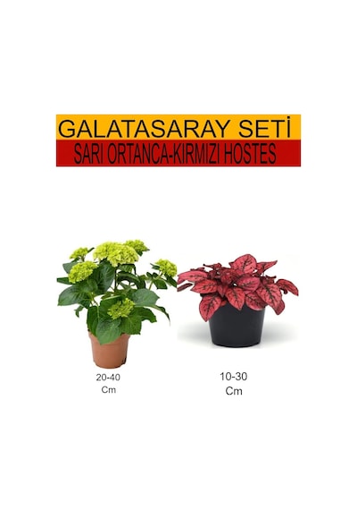 2'li Set Sarı Ortanca+kırmızı Hostes