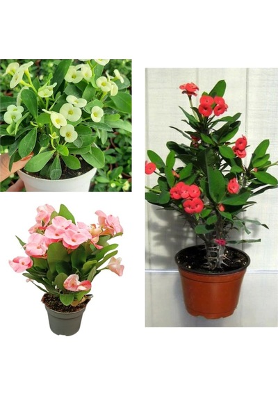 Beyaz Pembe Kırmızı 3 Adet Milli Dikenler Tacı Çiçeği Fidesi 15-30cm Saksılı Euphorbia