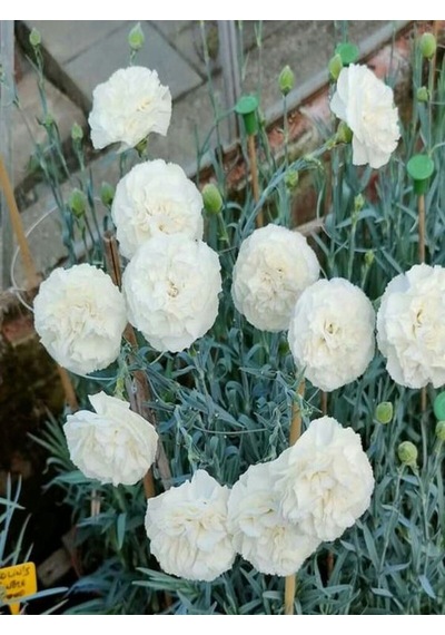 Videolu Beyaz Karanfil 15-30 Cm 1 Adet Saksılı Çiçekli Bodur Bitki Dianthus Caryophyllus