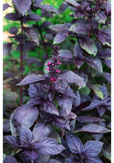 Kırmızı Fesleğen Tohumu Red Rubin Basil Ödüllü