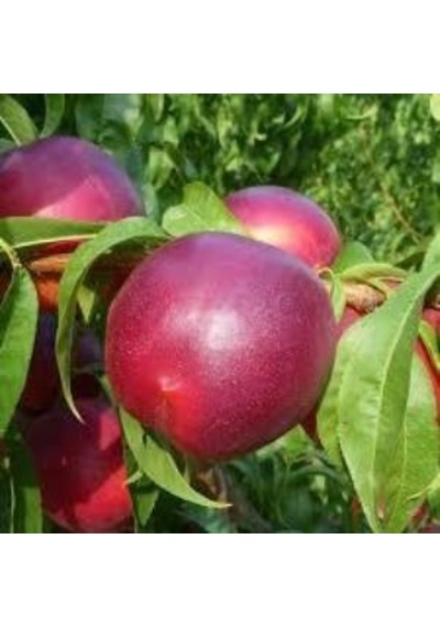 Tüplü Aşılı Yarı Bodur Bing Bang Nektarin Fidanı