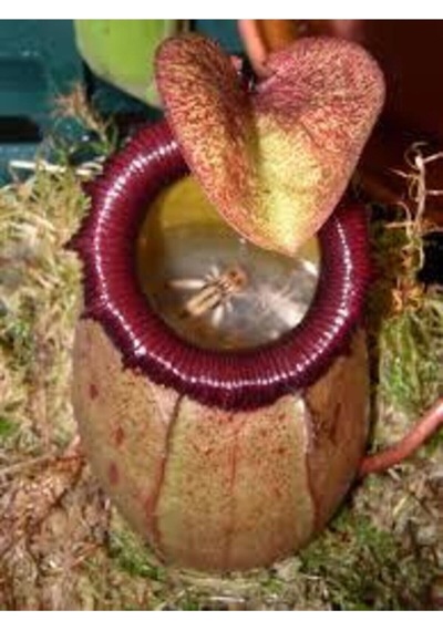 5 Adet Tohum Nepenthes Sinek Kapan Etobur Etçil Bitki Çiçeği Süpriz Hediye Bonzai Ağacı Tohumu