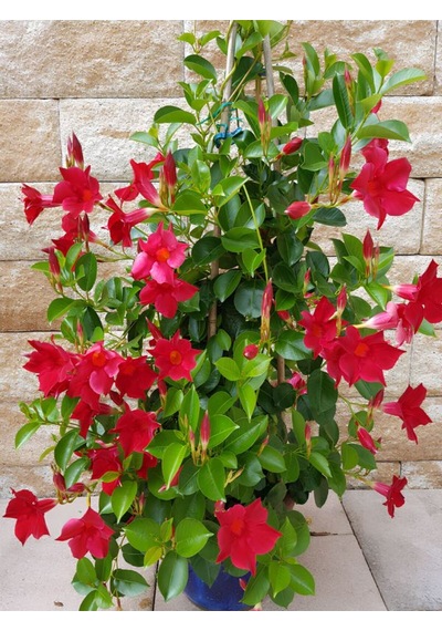 Dekoratif Kırmızı Mandevilla 30 60 Cm Sandavilla Çiçekli Sarmaşık, Bahçe Ve Teras Bitkisi