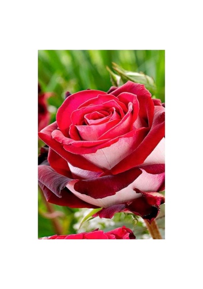 Bordo Beyaz Gül Fidanı 3 Adet 10-20 Cm
