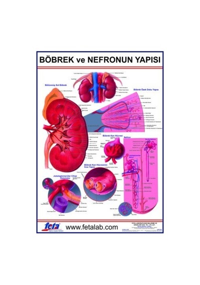 Nefronun Yapısını Gösteren Eğitim Plakası