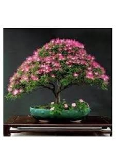 5 Adet Tohum Bodur Bonsai Gülibrişim Ağacı Bonzai Tohumu Saksı To