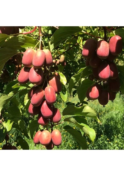 Geleneksel Soğuklara Dayanıklı Kivi Actinidia Arguta Ken's Red Kırmızı Kivi Fidanı