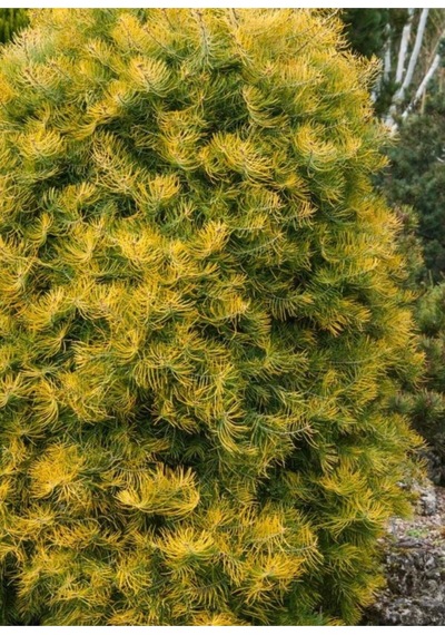 Es Concolor Gold Bitkisi