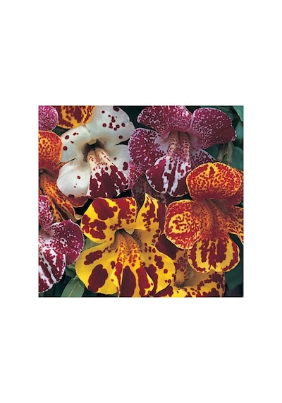 Mimulus Çiçeği Tohumu - Çok Çiçekli Bodur, Karışık Renkli - 15 Adet