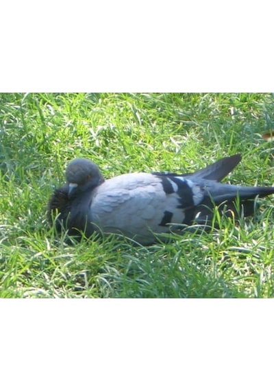 Güvercin Gübresi 3 KG