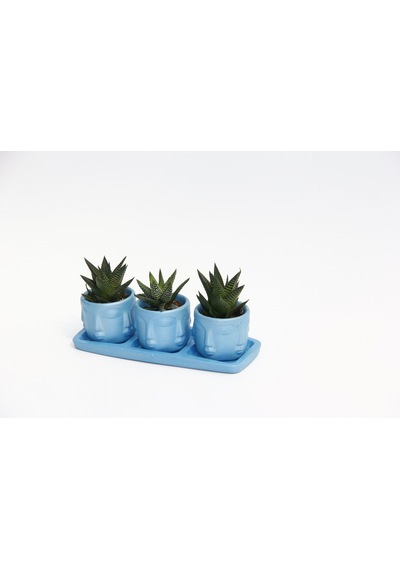Trio Mavi Adler Sukulent Seti - Haworthia Limifolia. Pumila