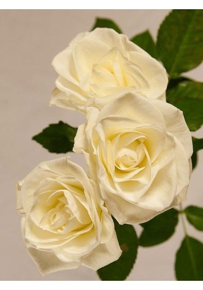 Videolu Aşılı Yediveren Kokulu Krem Gül Fidanı 10-15 Cm Saksılı Cream Rose Sapling