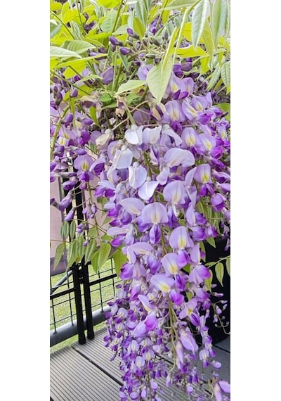 Bahçevilya 2 Yaşında Tüplü Mor Salkım Wisteria Sinensis Fidanı
