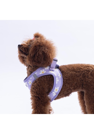 Purple Dream Göğüs Tasması Ve Sevk Kayışı Tasma Seti Papatya Desenli Kedi Köpek Göğüs Tasması Seti Lila