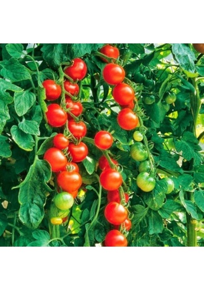 Domates Cherry Çeri Tohumu 100+ Adet Tohum Balıkesir