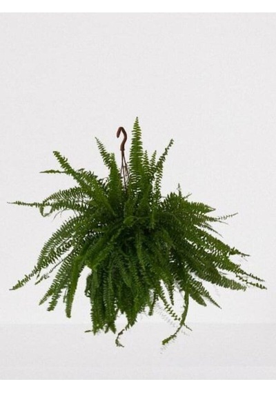 Aşk Merdiveni Askılı Nephrolepis 30-40 Cm