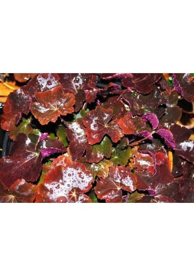 Tohum Dünyam 20 Adet Palace Purple Heuchera/coral Bells Micrantha Tohumu