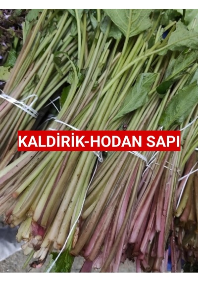 Kaldirik Hodan Ispıt Otu Sapı 250 Gram
