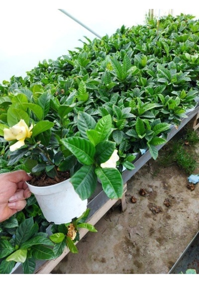 Kokulu Ofis Bitkisi 1 Adet Salon Çiçeği Gardenya Bitkisi Saksılı 30-45cm Gardeia Flower